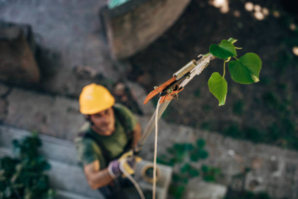 Best Hazardous Tree Removal  in Broxton, GA