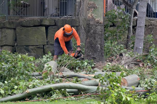 Trusted Broxton, GA Tree Services Experts